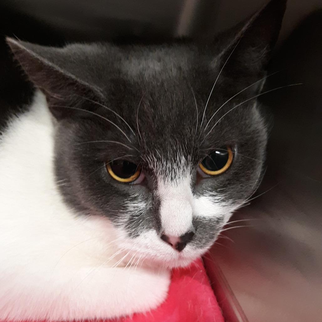 Enlarge Jungle, a Adoptable Domestic Short Hair in Spokane, WA image 1/1