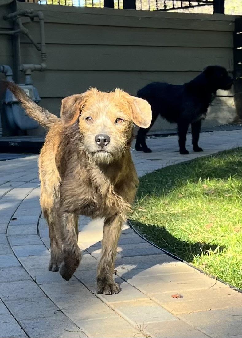Tine, a Adopted mixed breed in Thousand Oaks, CA image 3/6
