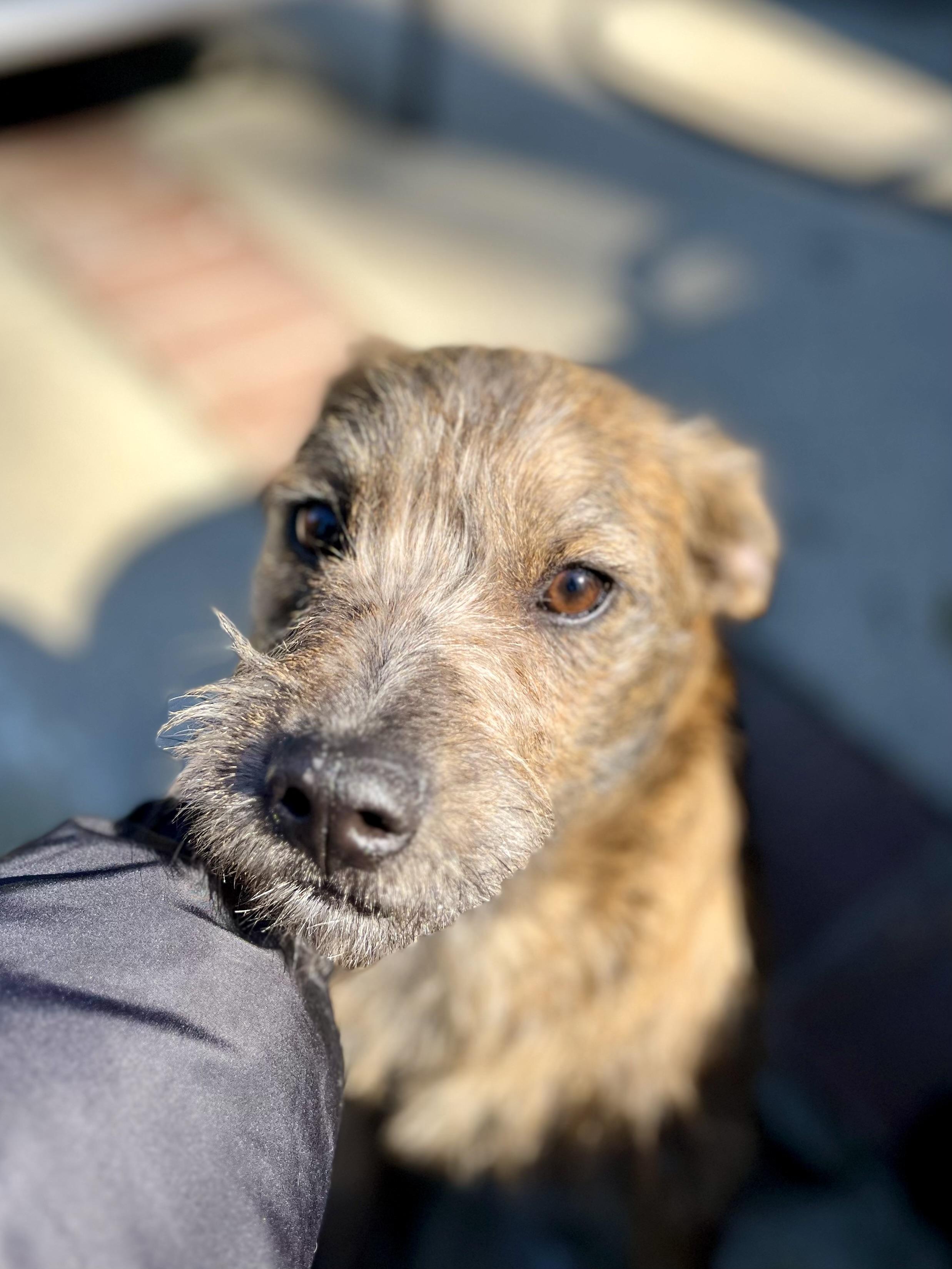 Tine, a Adopted mixed breed in Thousand Oaks, CA image 4/6