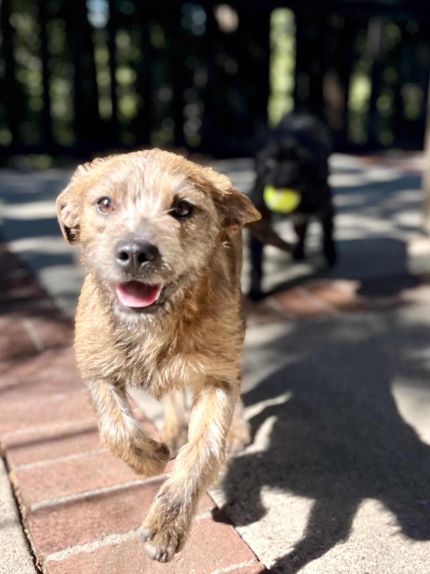 Tine, a Adopted mixed breed in Thousand Oaks, CA image 1/6