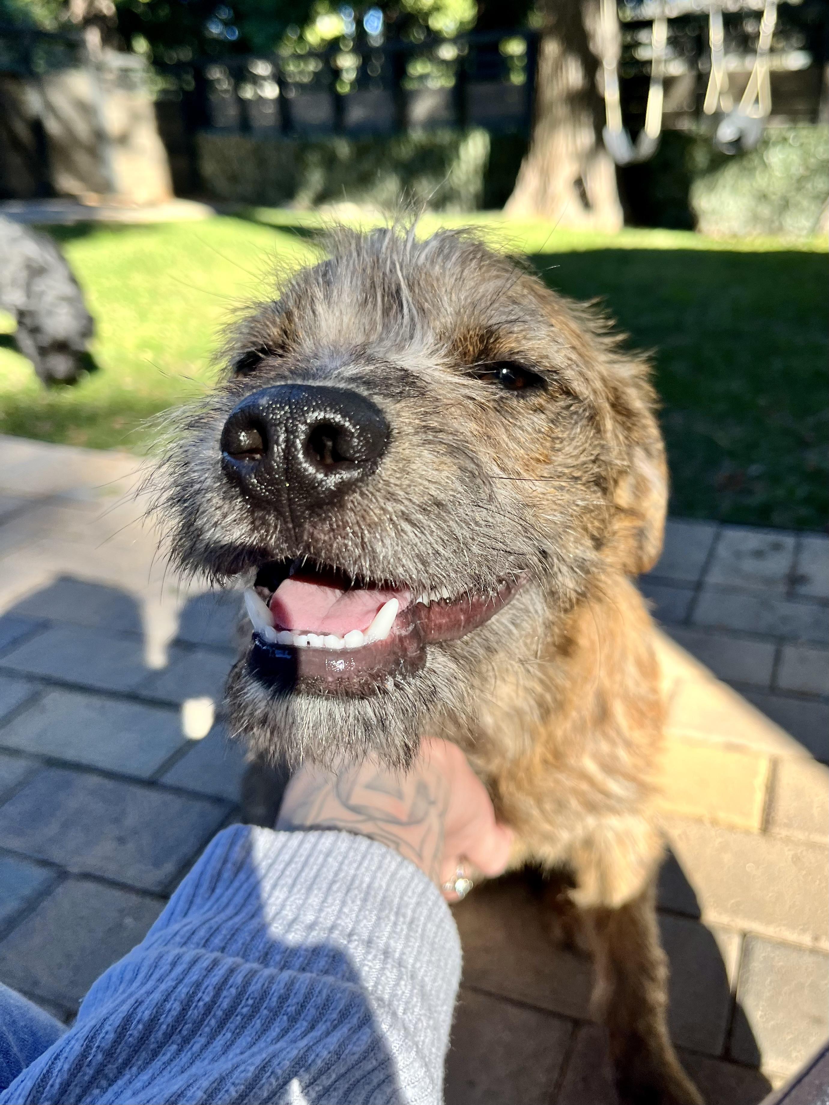 Tine, a Adopted mixed breed in Thousand Oaks, CA image 5/6