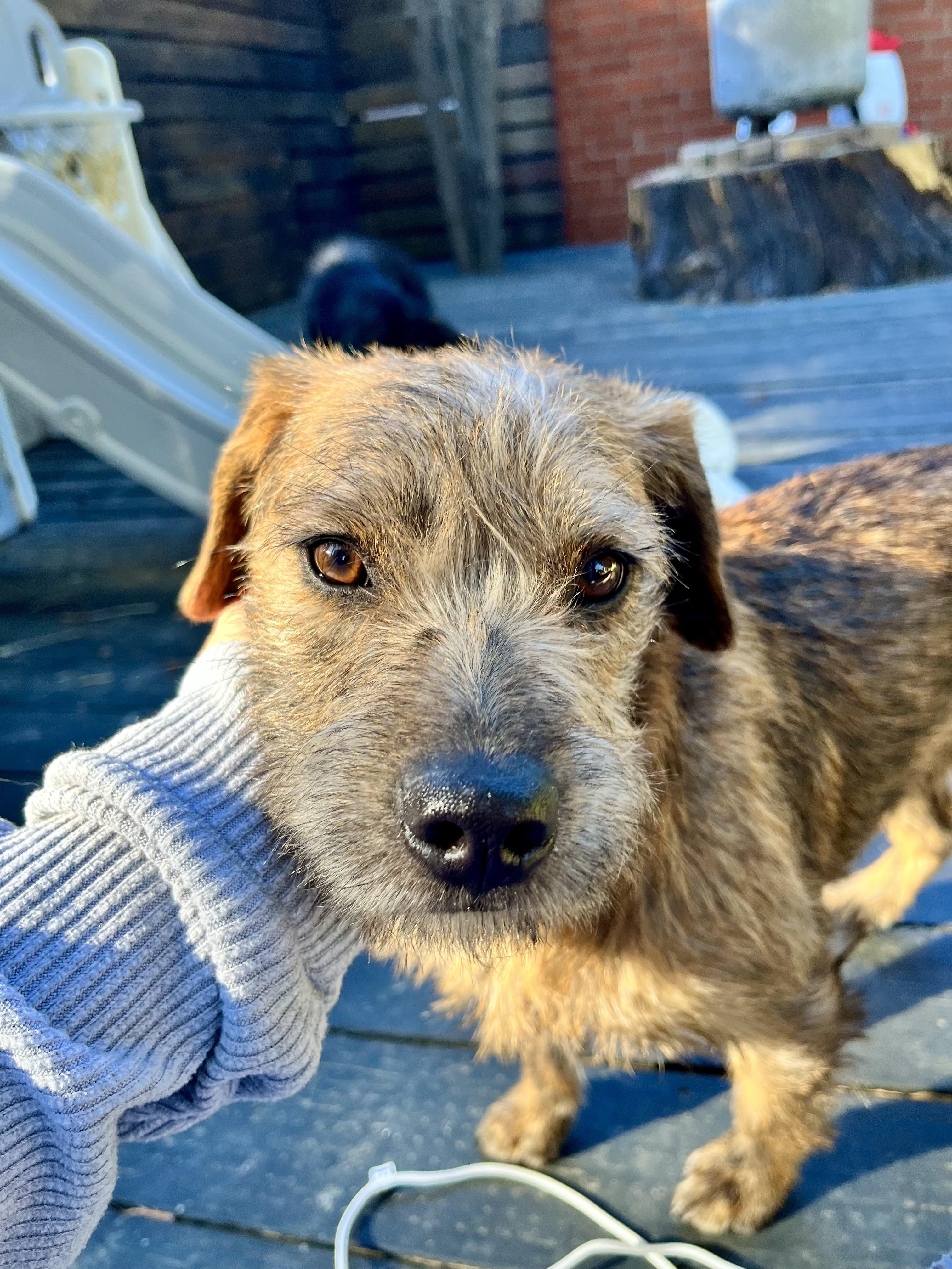 Tine, a Adopted mixed breed in Thousand Oaks, CA image 2/6