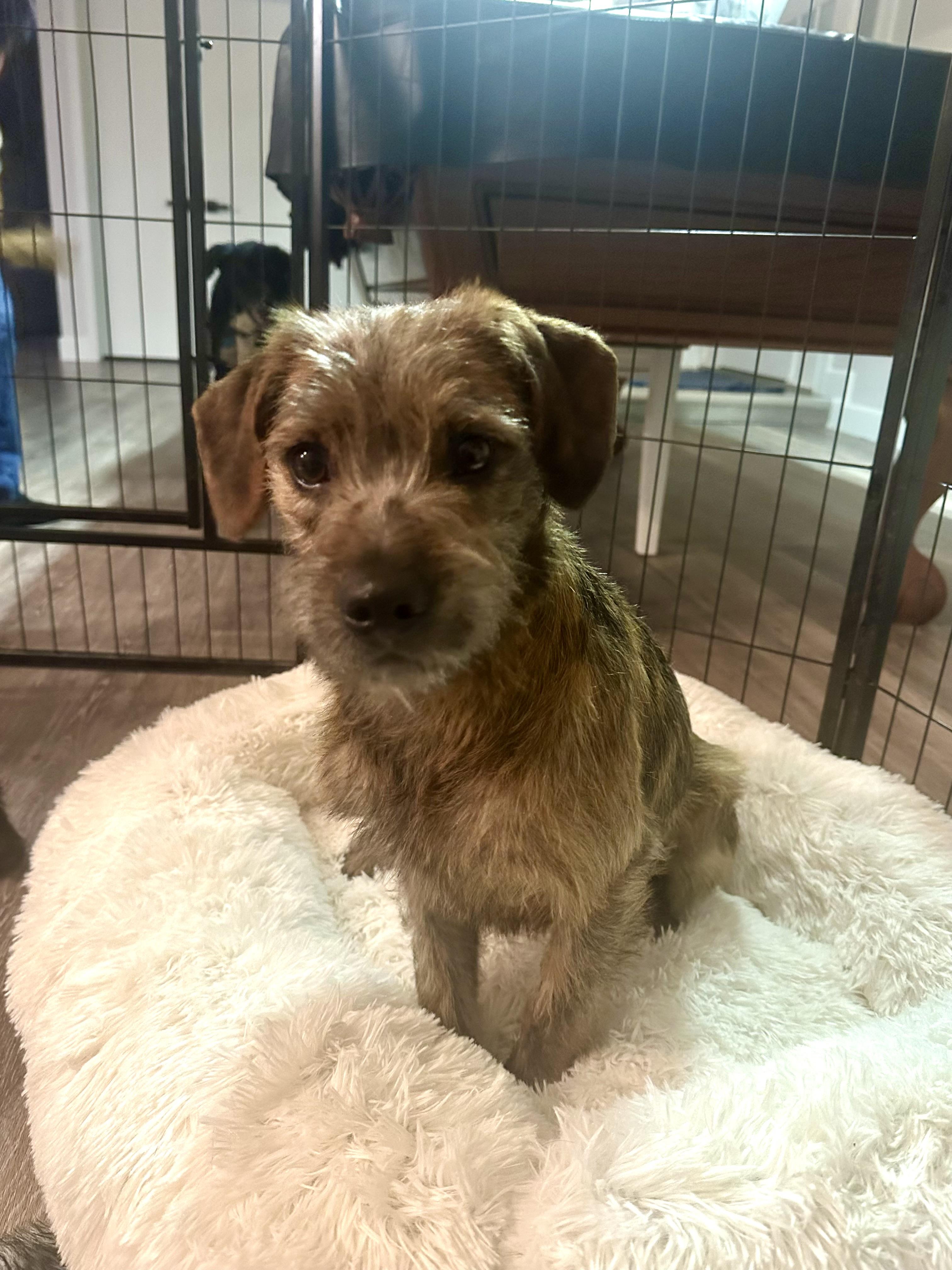 Tine, a Adopted mixed breed in Thousand Oaks, CA image 6/6