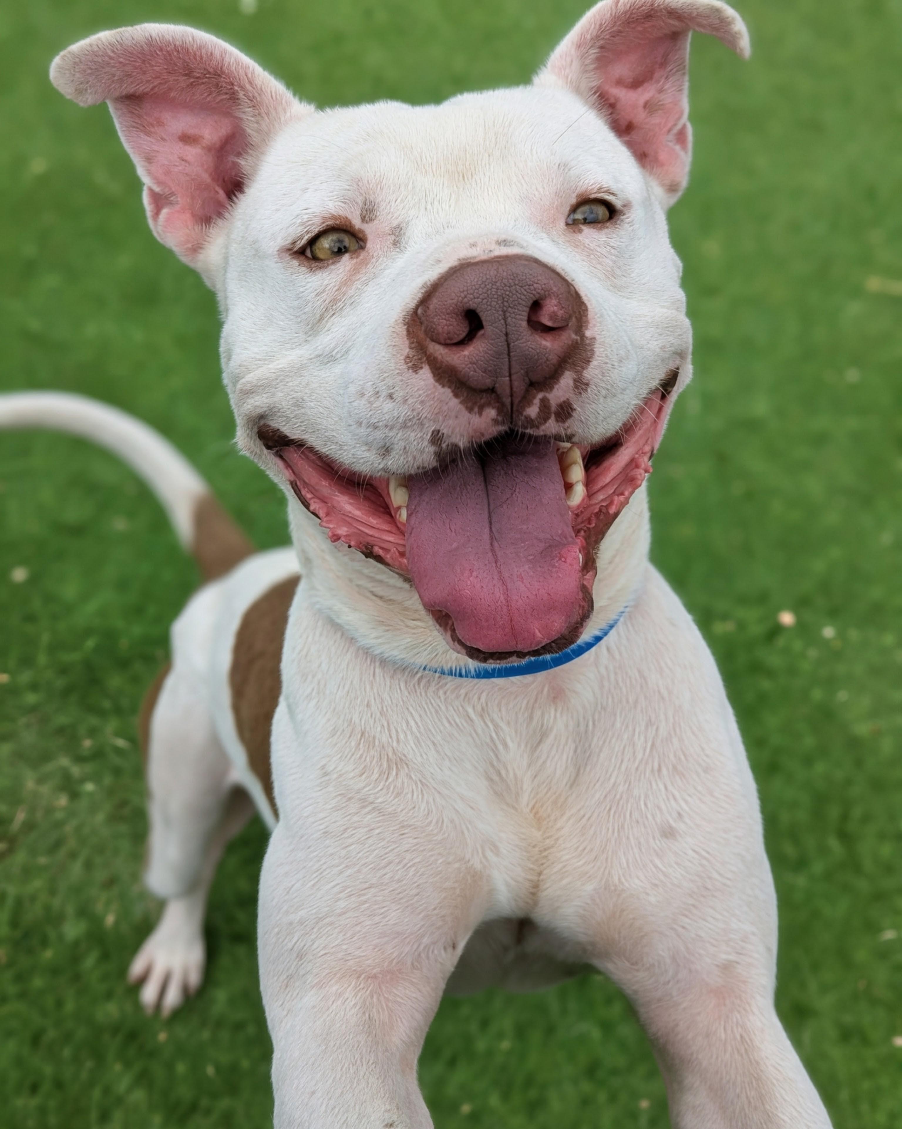Enlarge BUNNY-I LOVE CARROTS, a Adoptable Pit Bull Terrier in Missoula, MT image 2/6