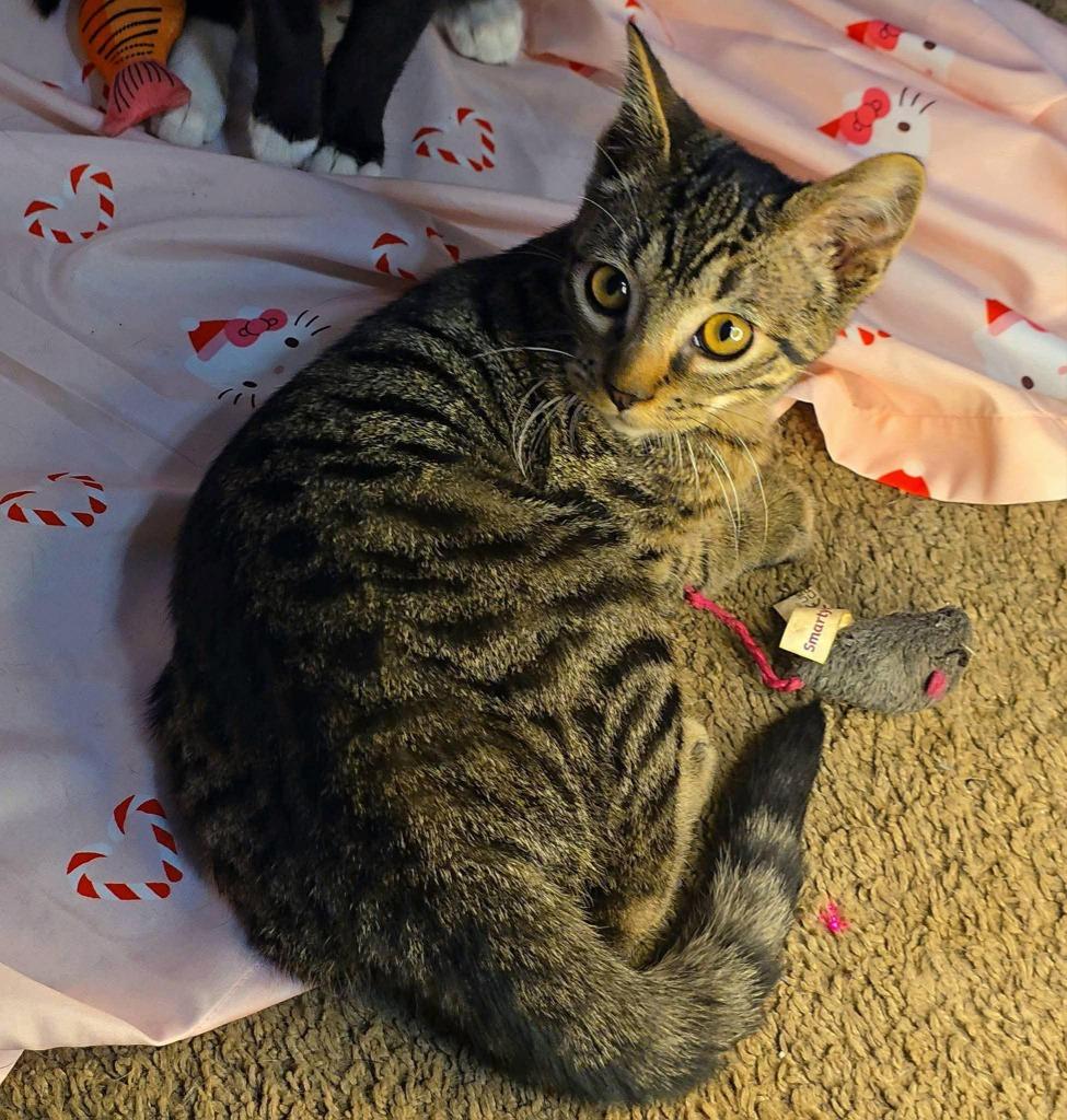 Caesar salad, Adoptable, Kitten Male Domestic Short Hair.