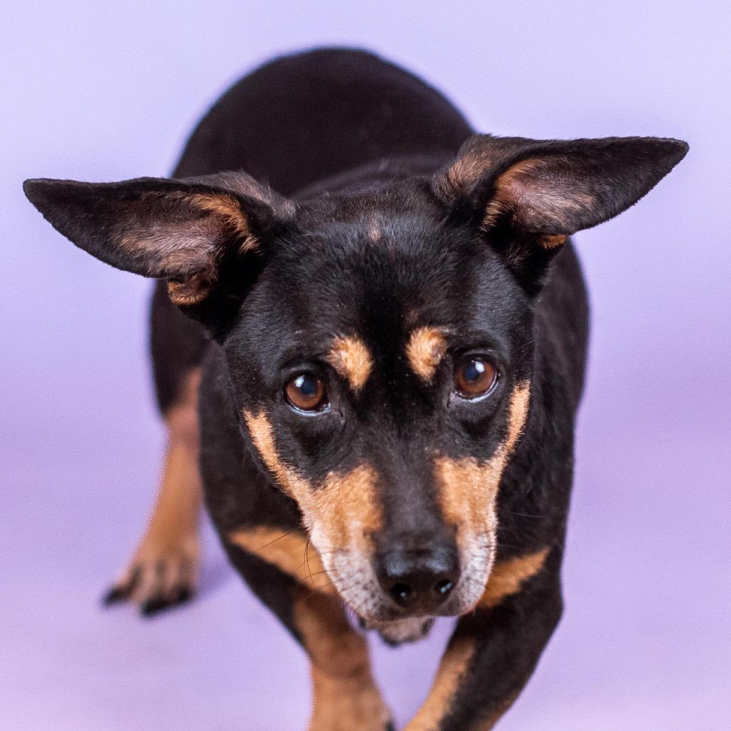 Gigglypuff thumbnail 2