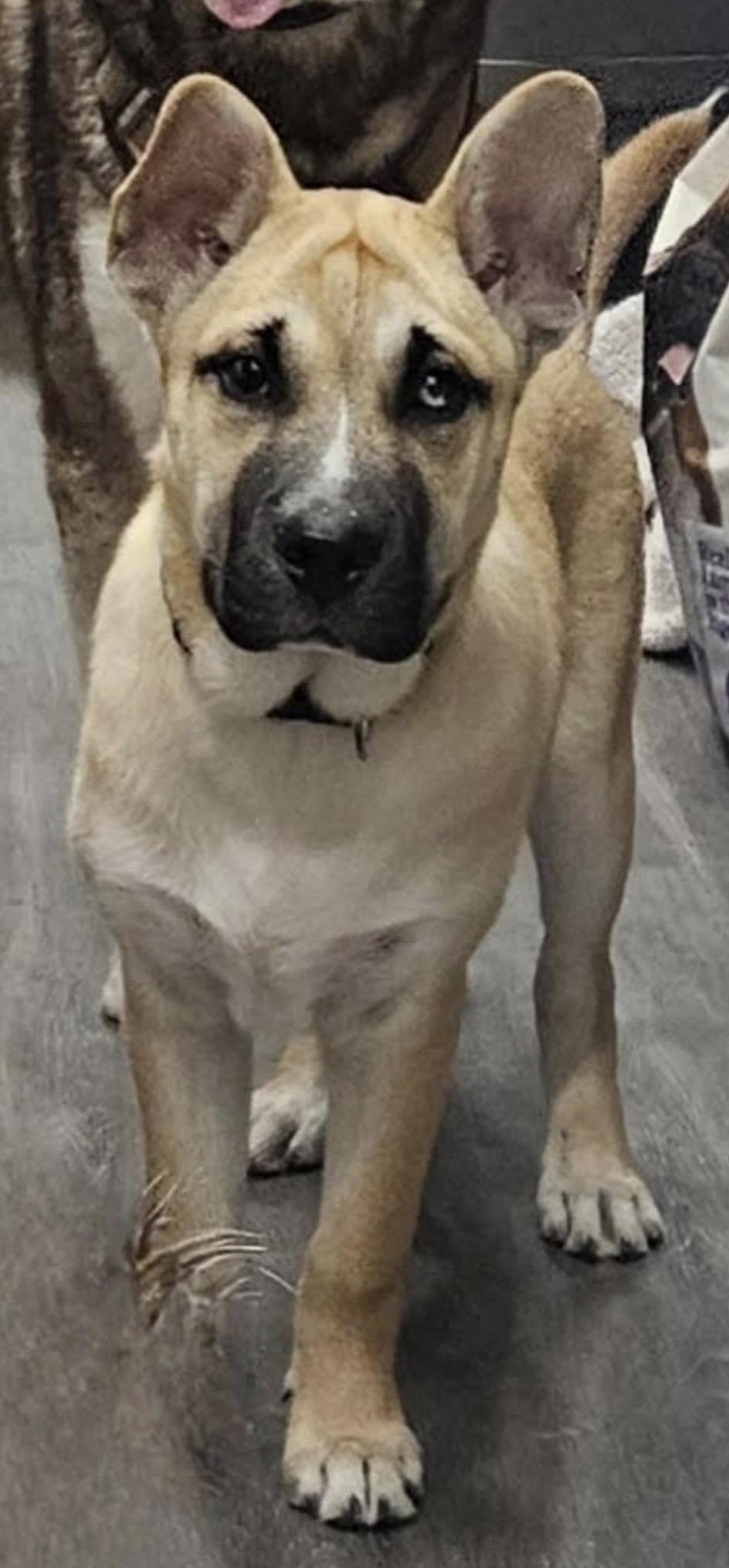 Charlie — thumbnail 2