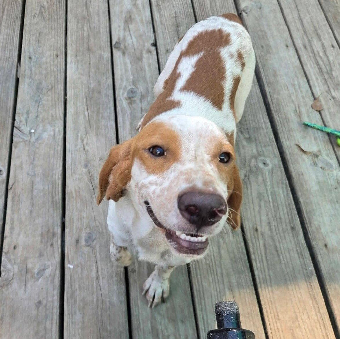 Enlarge Elroy, a Adoptable Beagle in Winton, NC image 1/3
