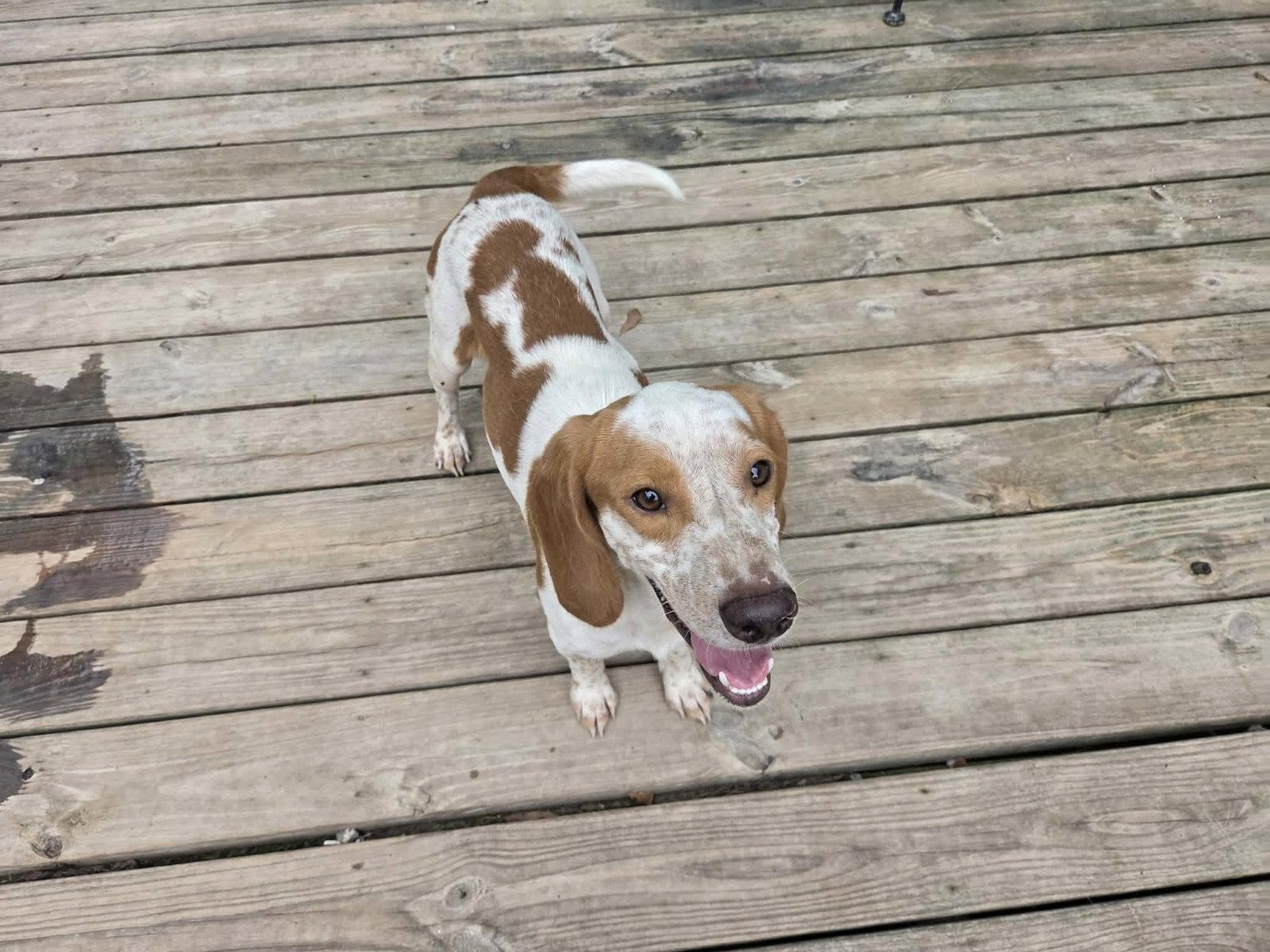 Enlarge Elroy, a Adoptable Beagle in Winton, NC image 2/3