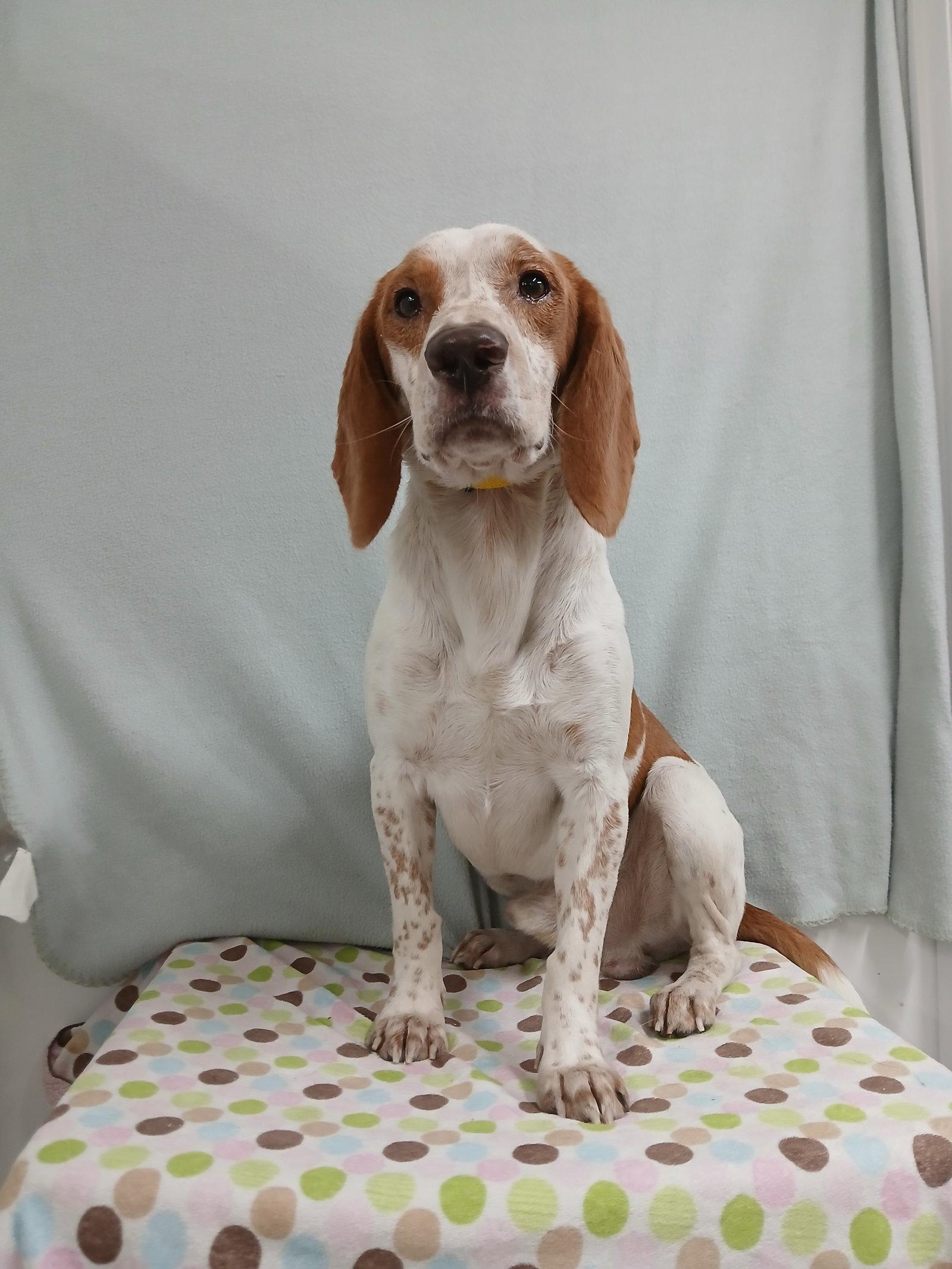 Enlarge Elroy, a Adoptable Beagle in Winton, NC image 3/3
