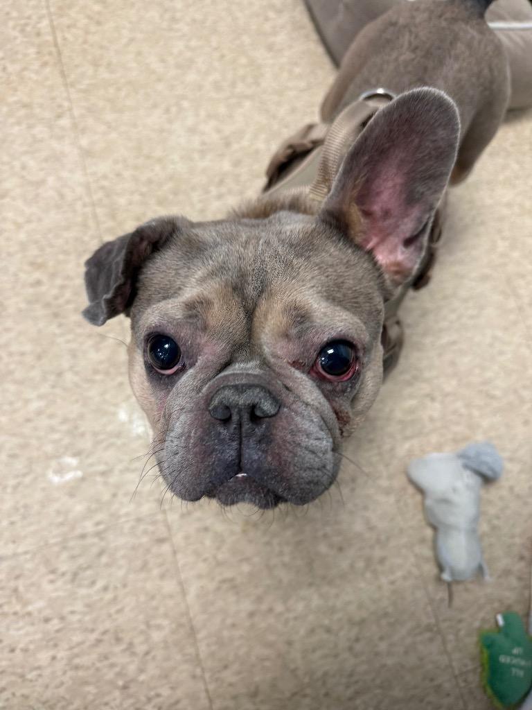 Enlarge Mila, a Adoptable French Bulldog in Heber City, UT image 1/1