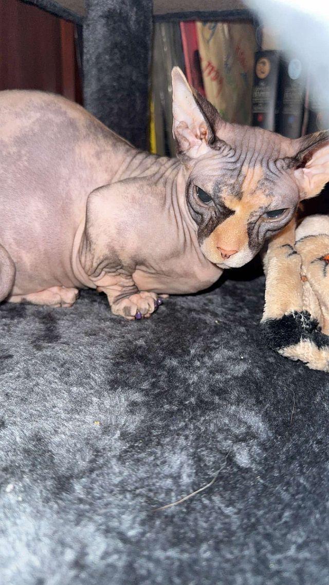 Enlarge BEE BEE, a Adopted mixed breed in Powder Springs, GA image 1/2