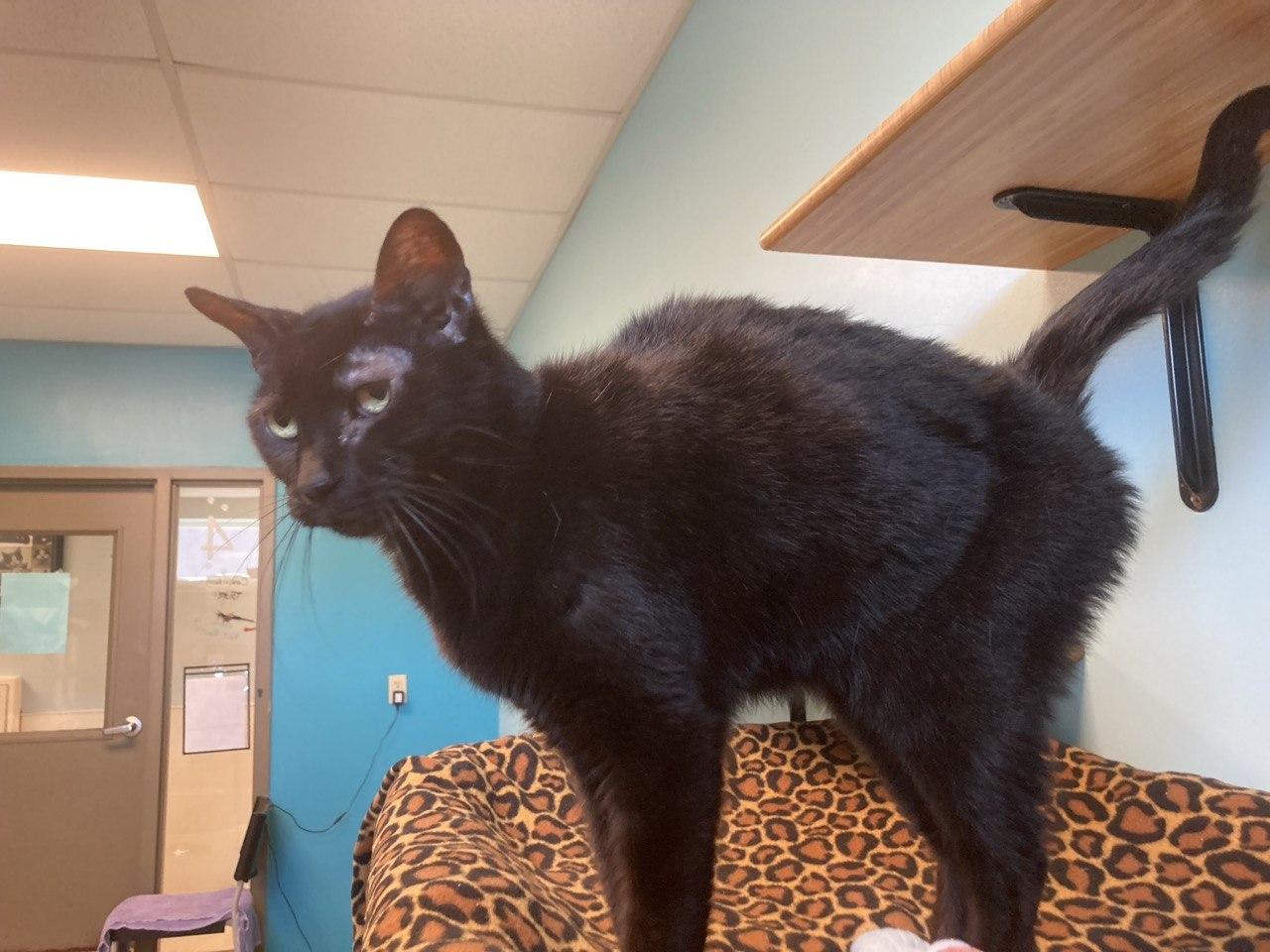 Enlarge Baxter, an adopted Domestic Short Hair in Cincinnati, OH image 4/4