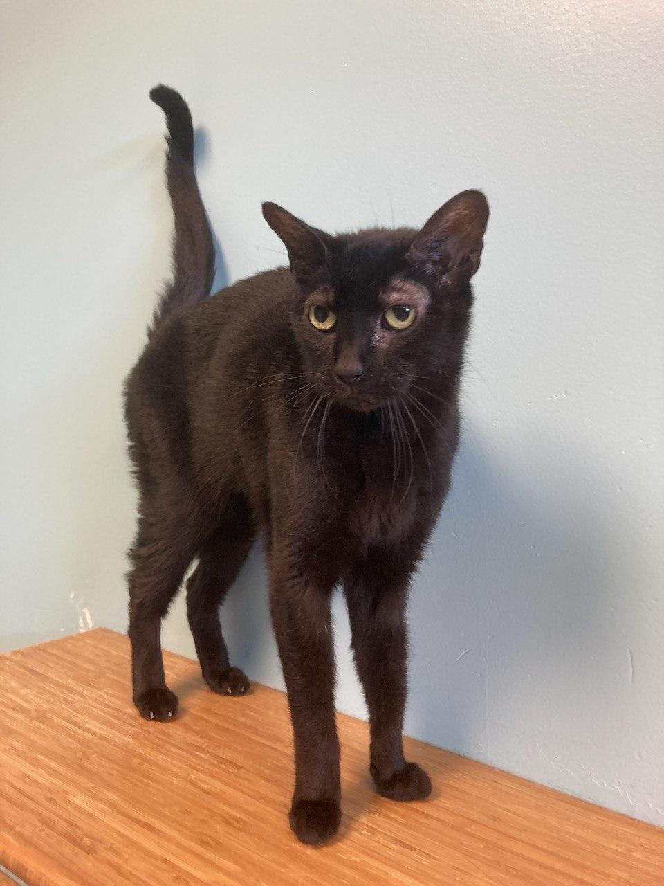 Enlarge Baxter, an adopted Domestic Short Hair in Cincinnati, OH image 2/4