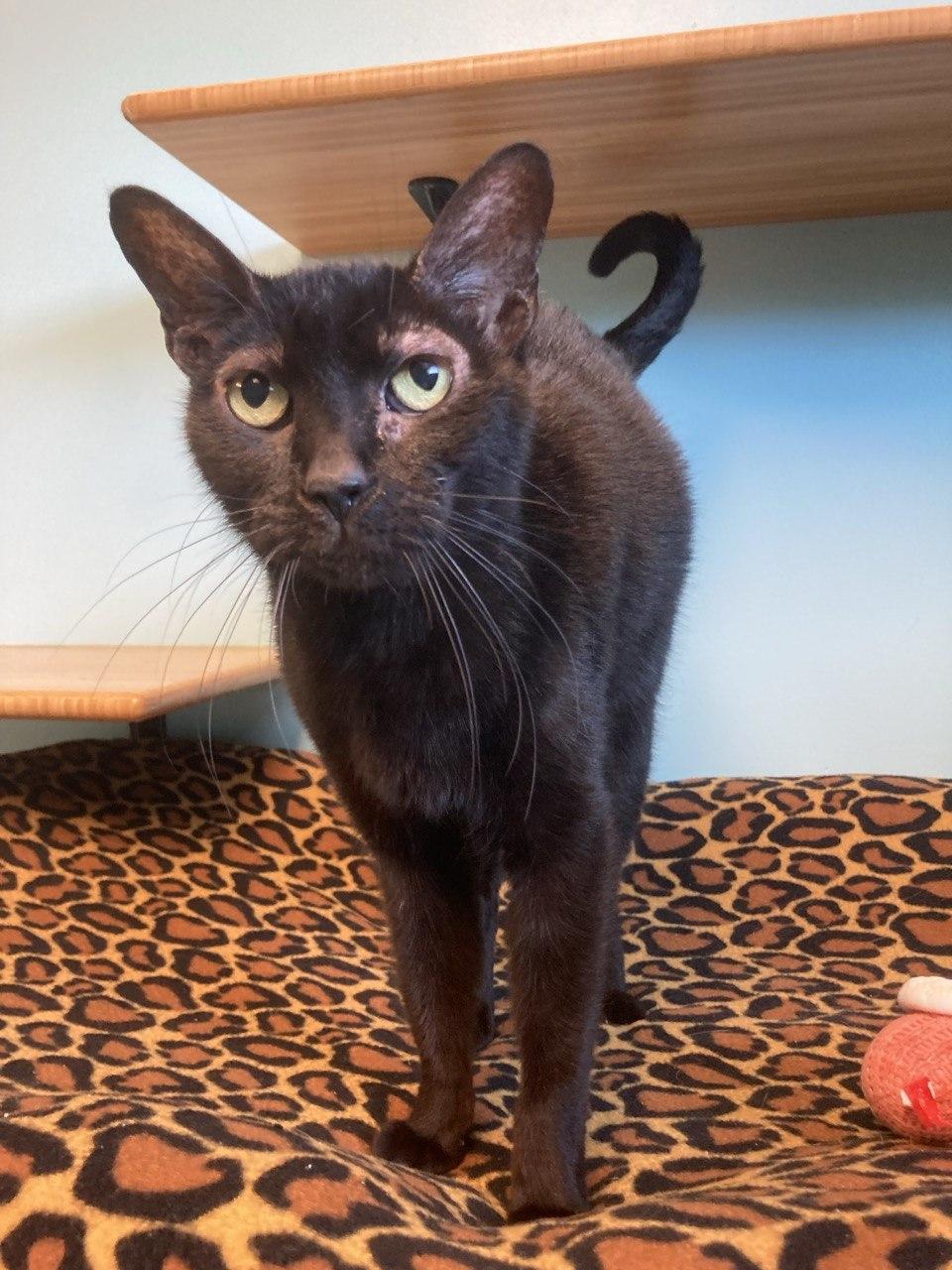 Baxter, adopted, Adult Male Domestic Short Hair.