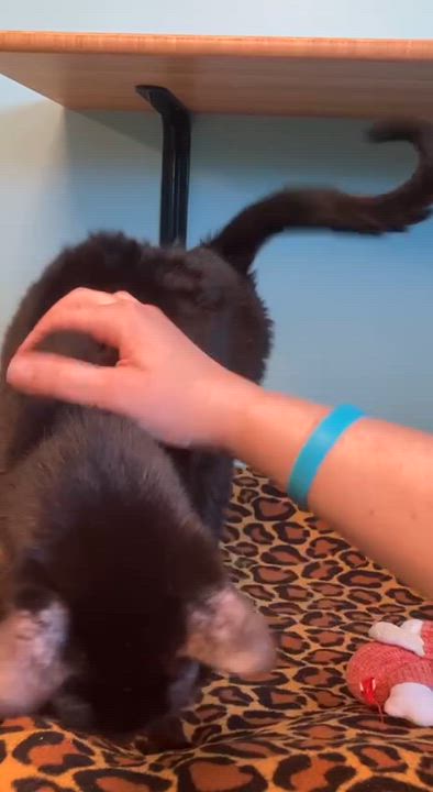 Enlarge Baxter, an adopted Domestic Short Hair in Cincinnati, OH video 3/4