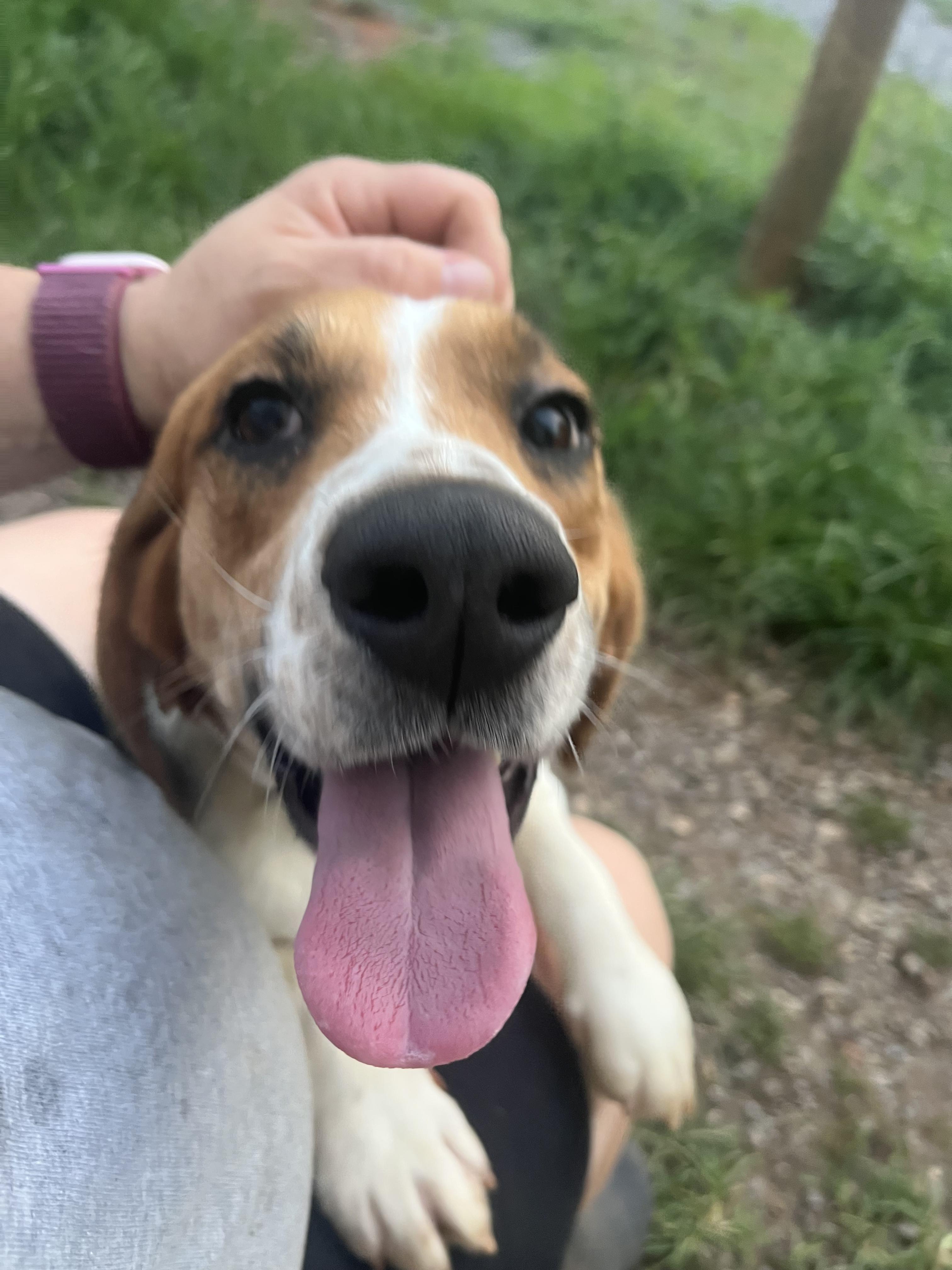 Enlarge Diamond, a Adoptable mixed breed in Stoughton, MA image 5/6