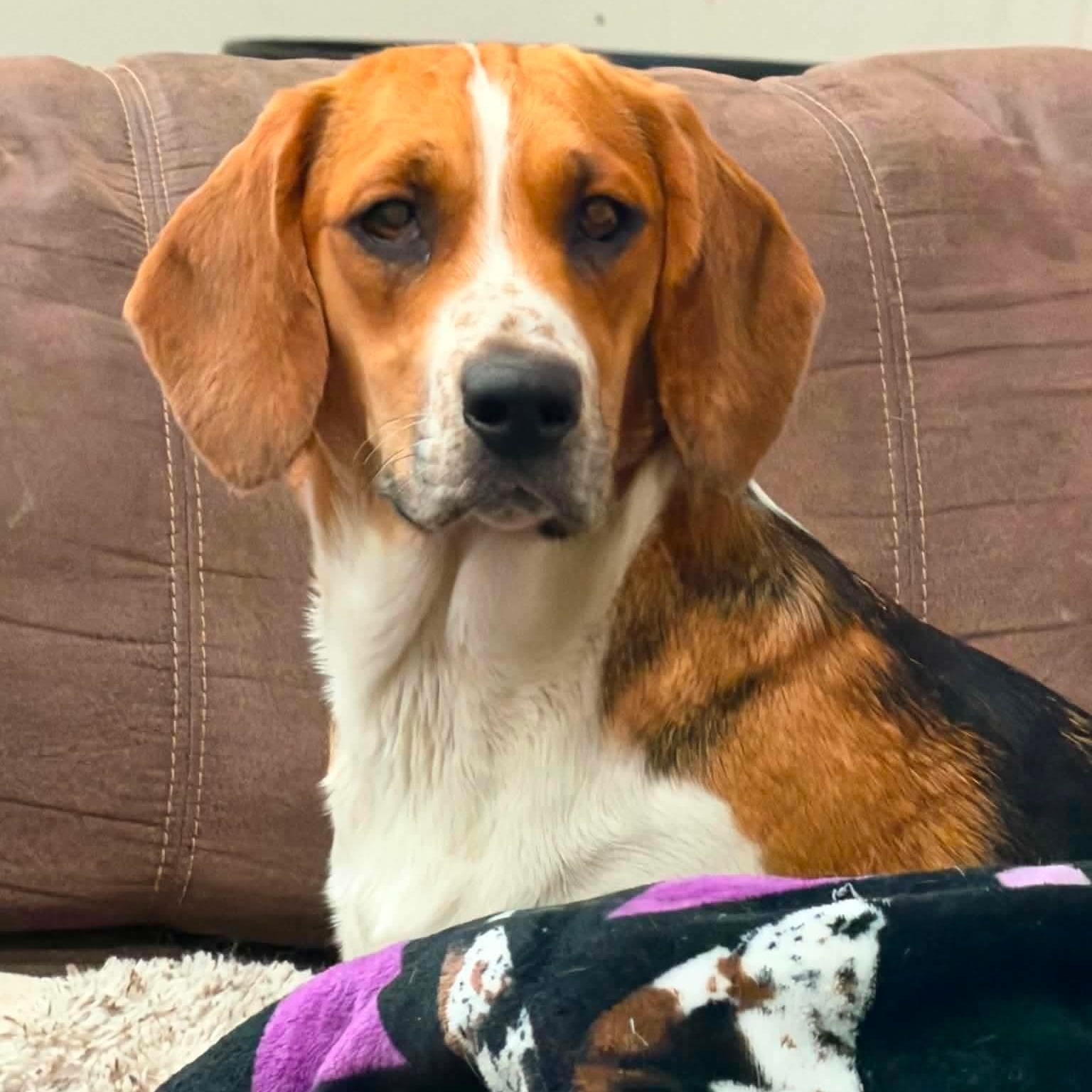 Enlarge Diamond, a Adoptable mixed breed in Stoughton, MA image 2/6
