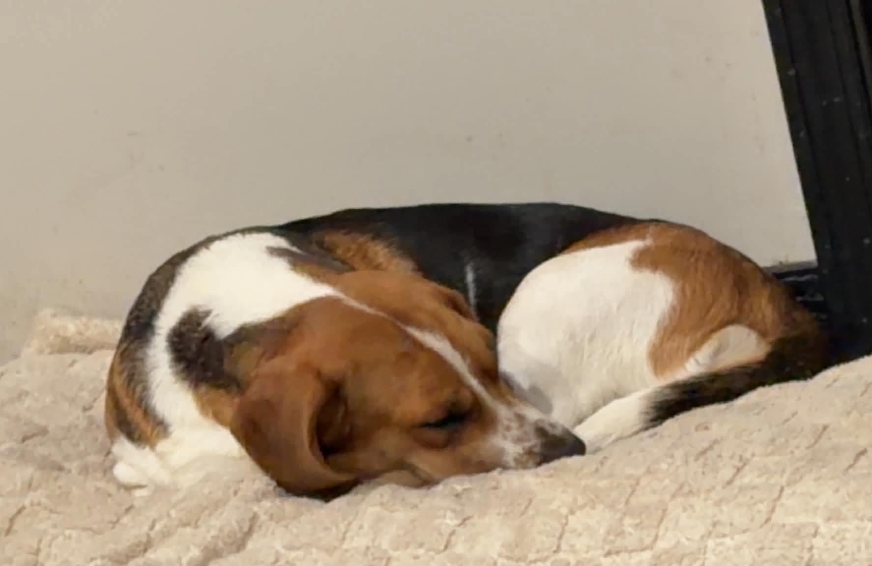 Enlarge Diamond, a Adoptable mixed breed in Stoughton, MA image 3/6