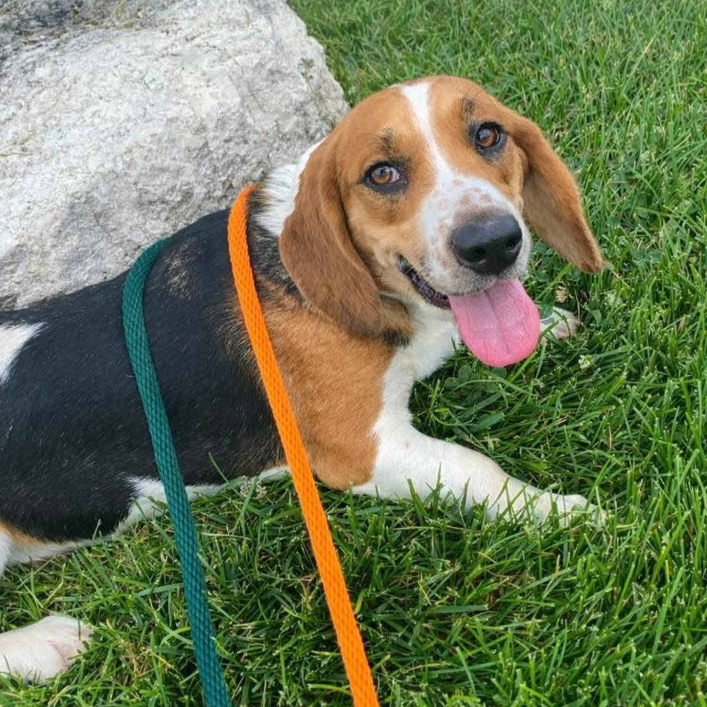 Diamond, Adoptable, Young Female Beagle.