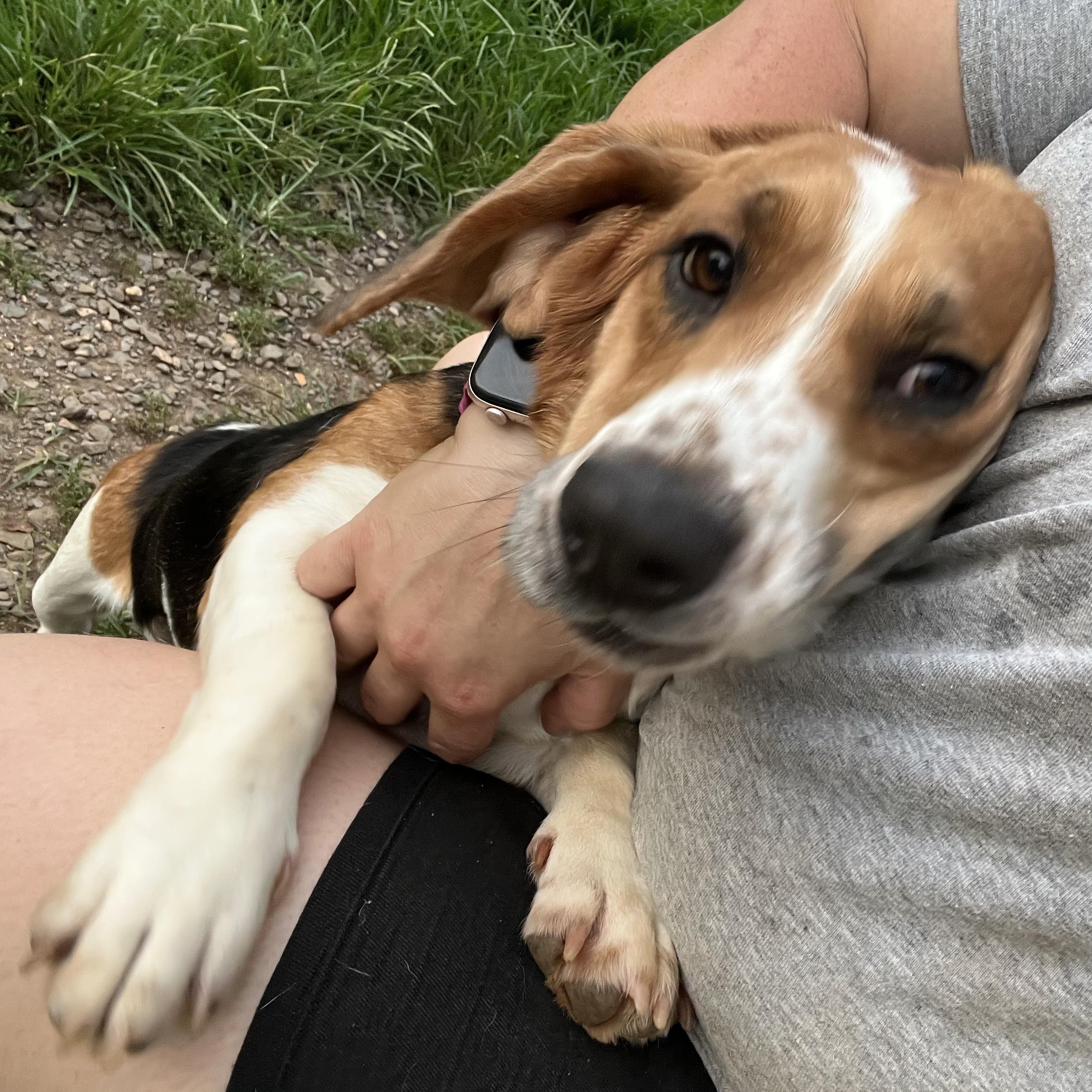 Enlarge Diamond, a Adoptable mixed breed in Stoughton, MA image 4/6