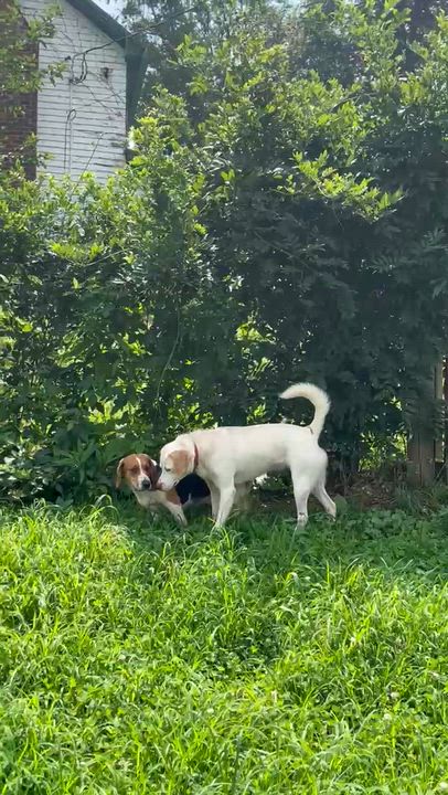 Enlarge Diamond, a Adoptable mixed breed in Stoughton, MA video 6/6