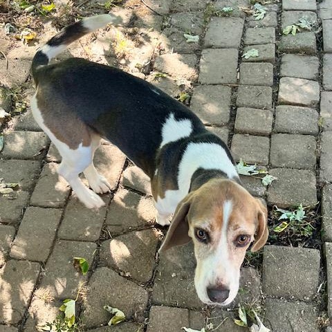 Thomas, a Adopted Beagle in London, OH image 4/5