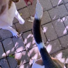 Thomas, a Adopted Beagle in London, OH image 3/5