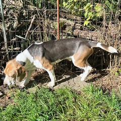 Thomas, a Adopted Beagle in London, OH image 2/5