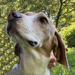 Thomas, a Adopted Beagle in London, OH image 5/5