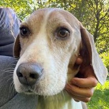Thomas, Adopted, Adult Male Beagle.