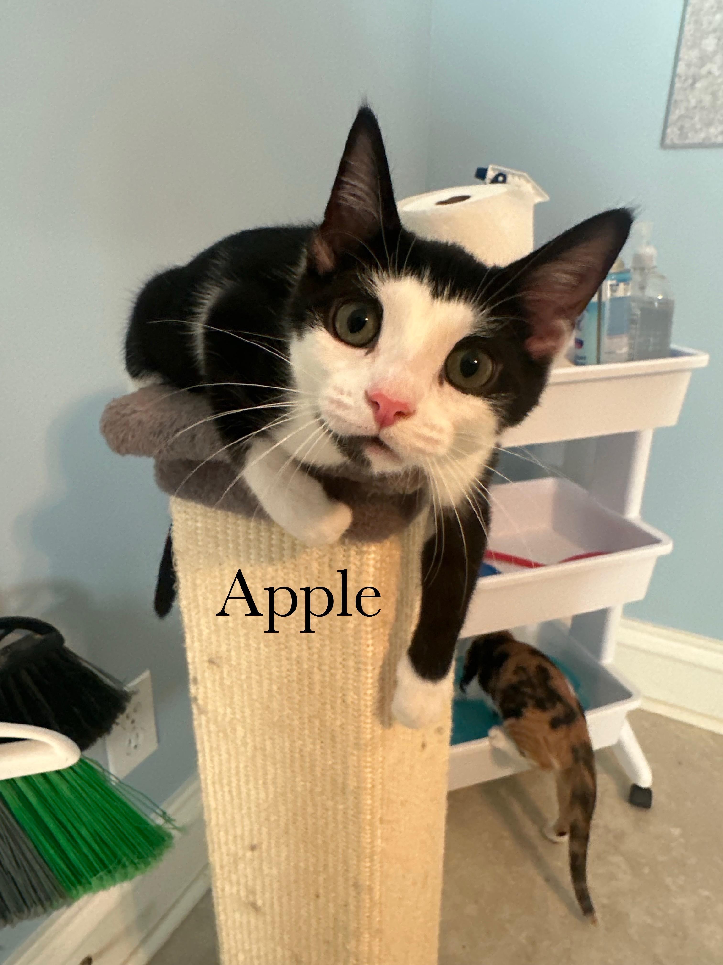Enlarge Apple, a Adopted Domestic Short Hair in Cincinnati , OH image 2/6