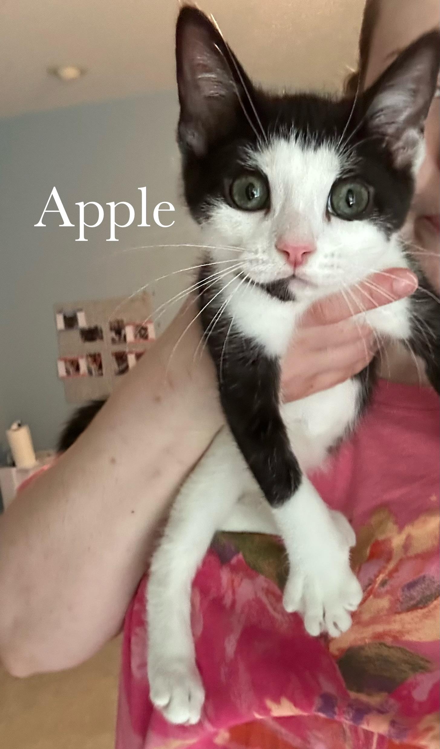 Enlarge Apple, a Adopted Domestic Short Hair in Cincinnati , OH image 1/6