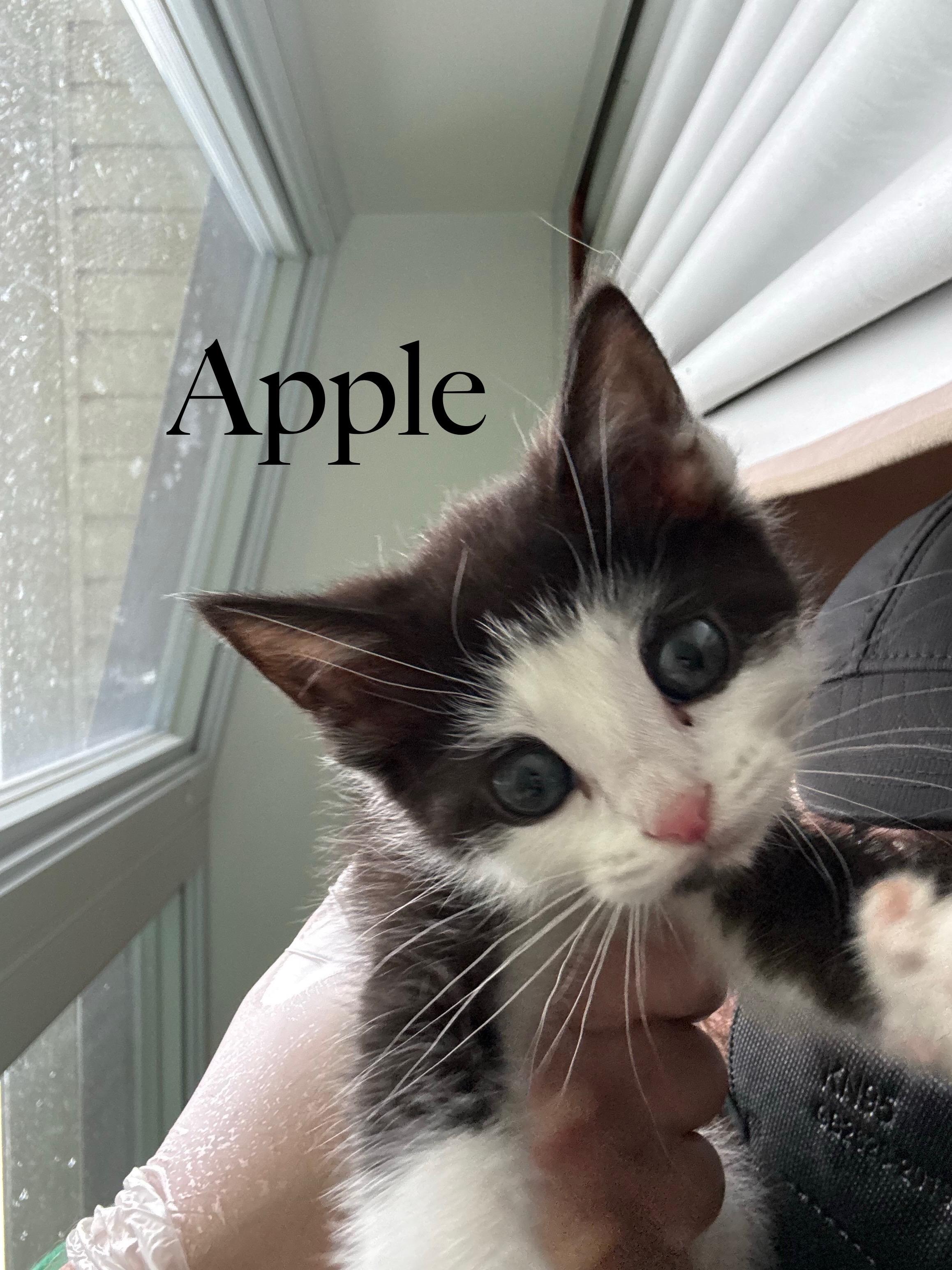 Enlarge Apple, a Adopted Domestic Short Hair in Cincinnati , OH image 5/6