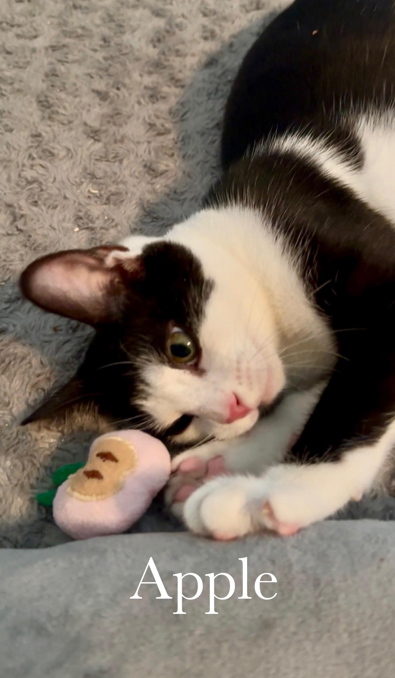 Enlarge Apple, a Adopted Domestic Short Hair in Cincinnati , OH image 3/6