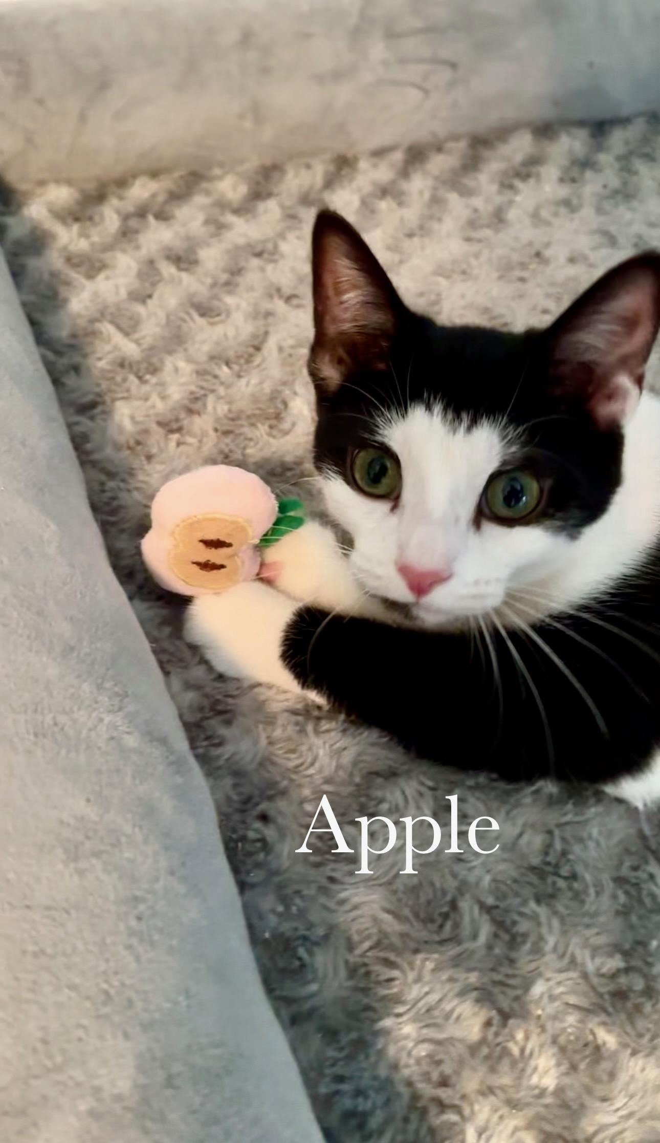 Enlarge Apple, a Adopted Domestic Short Hair in Cincinnati , OH image 4/6