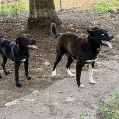 Enlarge Aries, a Adopted mixed breed in Southaven , MS image 5/5