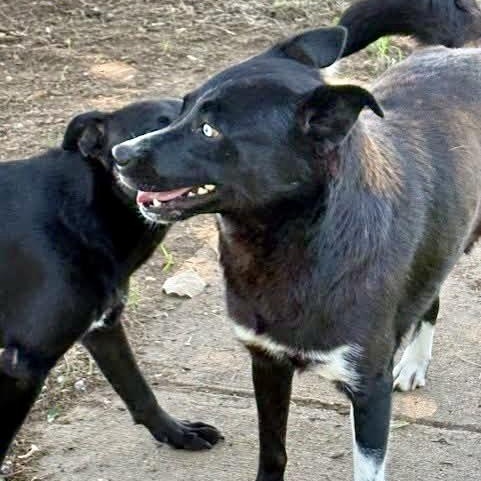 Enlarge Aries, a Adopted mixed breed in Southaven , MS image 3/5