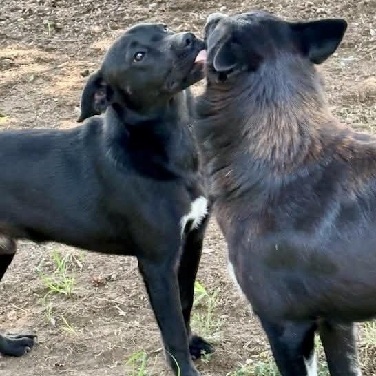 Enlarge Aries, a Adopted mixed breed in Southaven , MS image 4/5