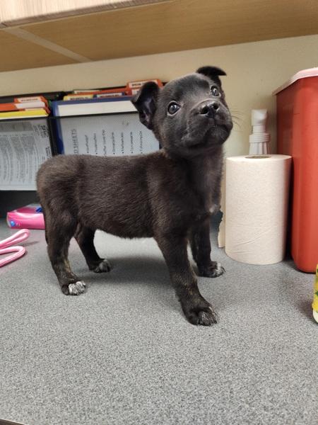 Enlarge Gobble Gobble, a Adoptable mixed breed in Kennewick, WA image 1/3