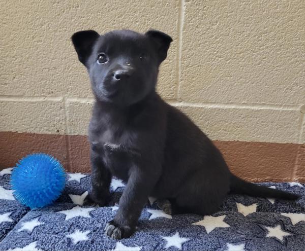 Enlarge Gobble Gobble, a Adoptable mixed breed in Kennewick, WA image 2/3
