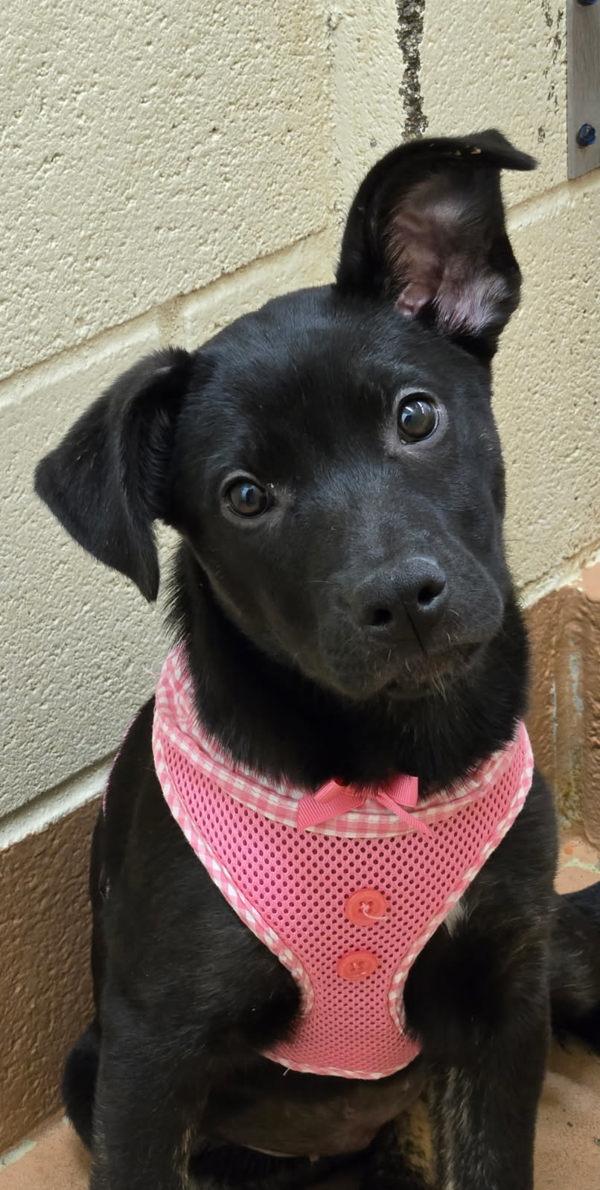 Enlarge Gobble Gobble, a Adoptable mixed breed in Kennewick, WA image 3/3