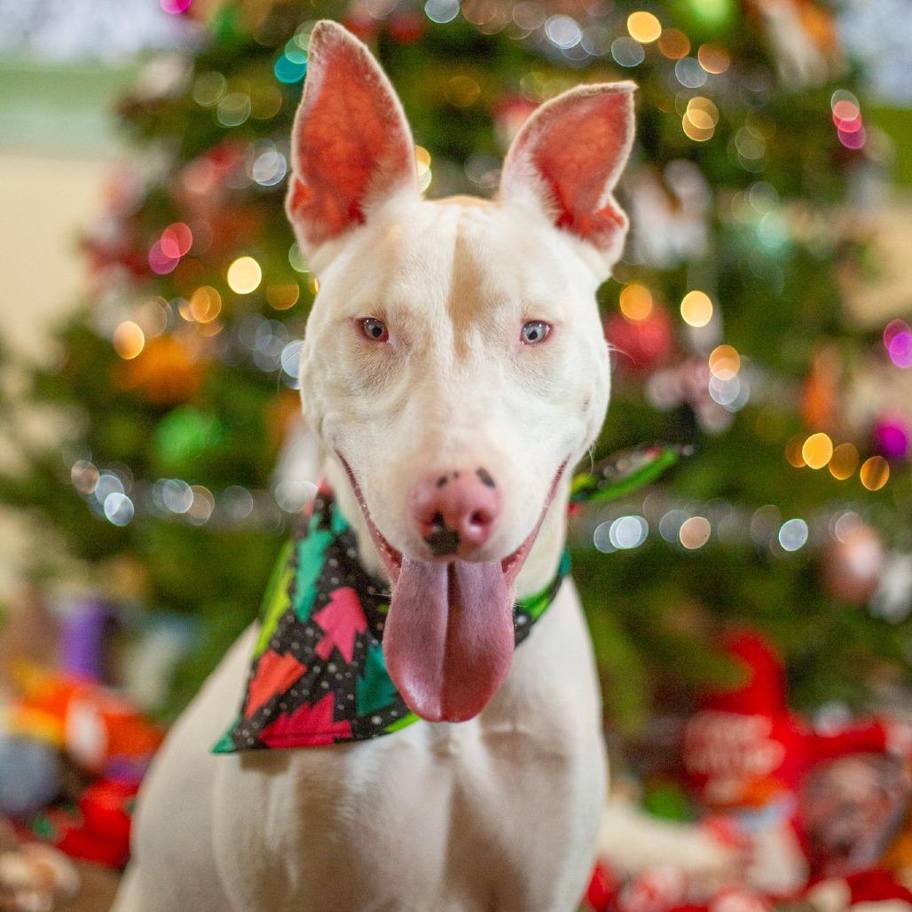 Enlarge Peppa, a Adoptable Mixed Breed in Kailua Kona, HI image 3/6