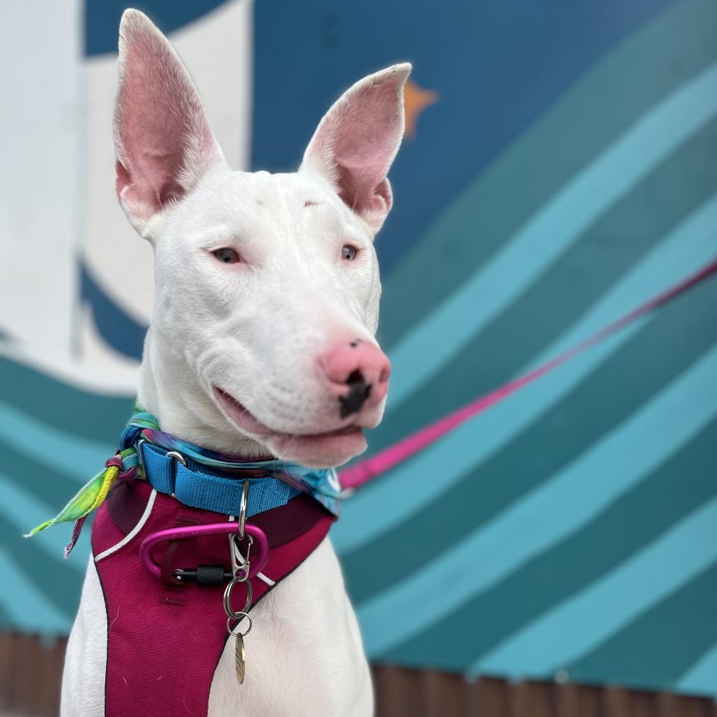 Enlarge Peppa, a Adoptable Mixed Breed in Kailua Kona, HI image 4/6