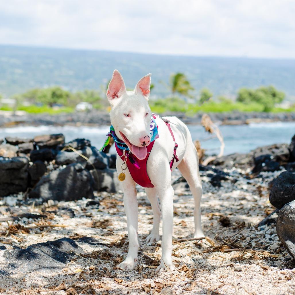 Enlarge Peppa, a Adoptable Mixed Breed in Kailua Kona, HI image 5/6