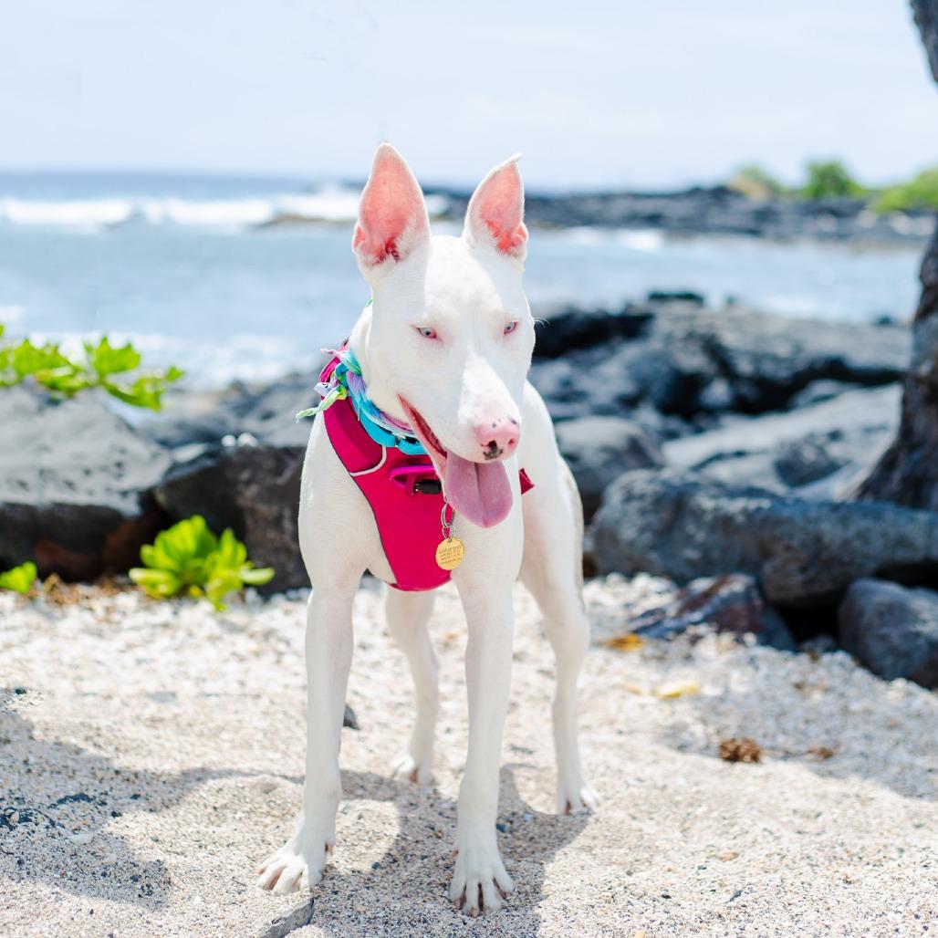 Enlarge Peppa, a Adoptable Mixed Breed in Kailua Kona, HI image 6/6