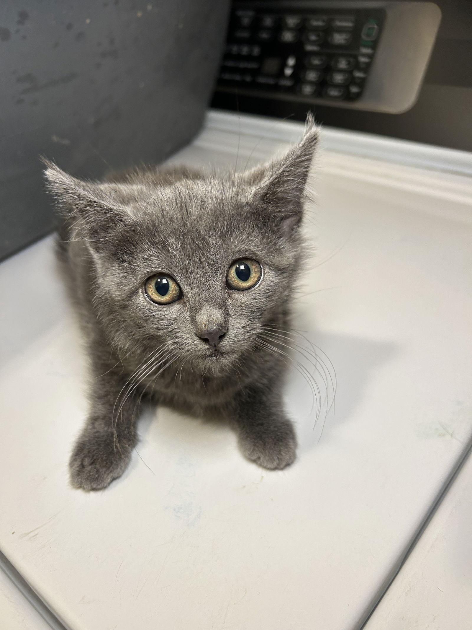 Enlarge Gray, a Adoptable Domestic Short Hair in Barnhart, MO image 1/1