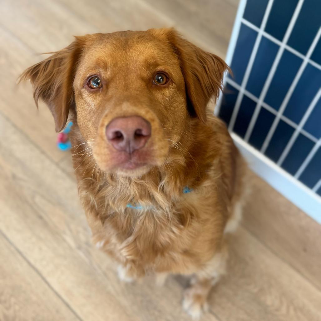 Peach, Adoptable, Adult Female Australian Shepherd & Great Pyrenees.