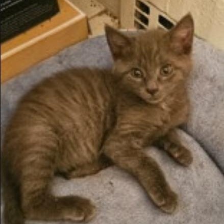 Lottie, Adoptable, Kitten Female Domestic Medium Hair & Russian Blue.