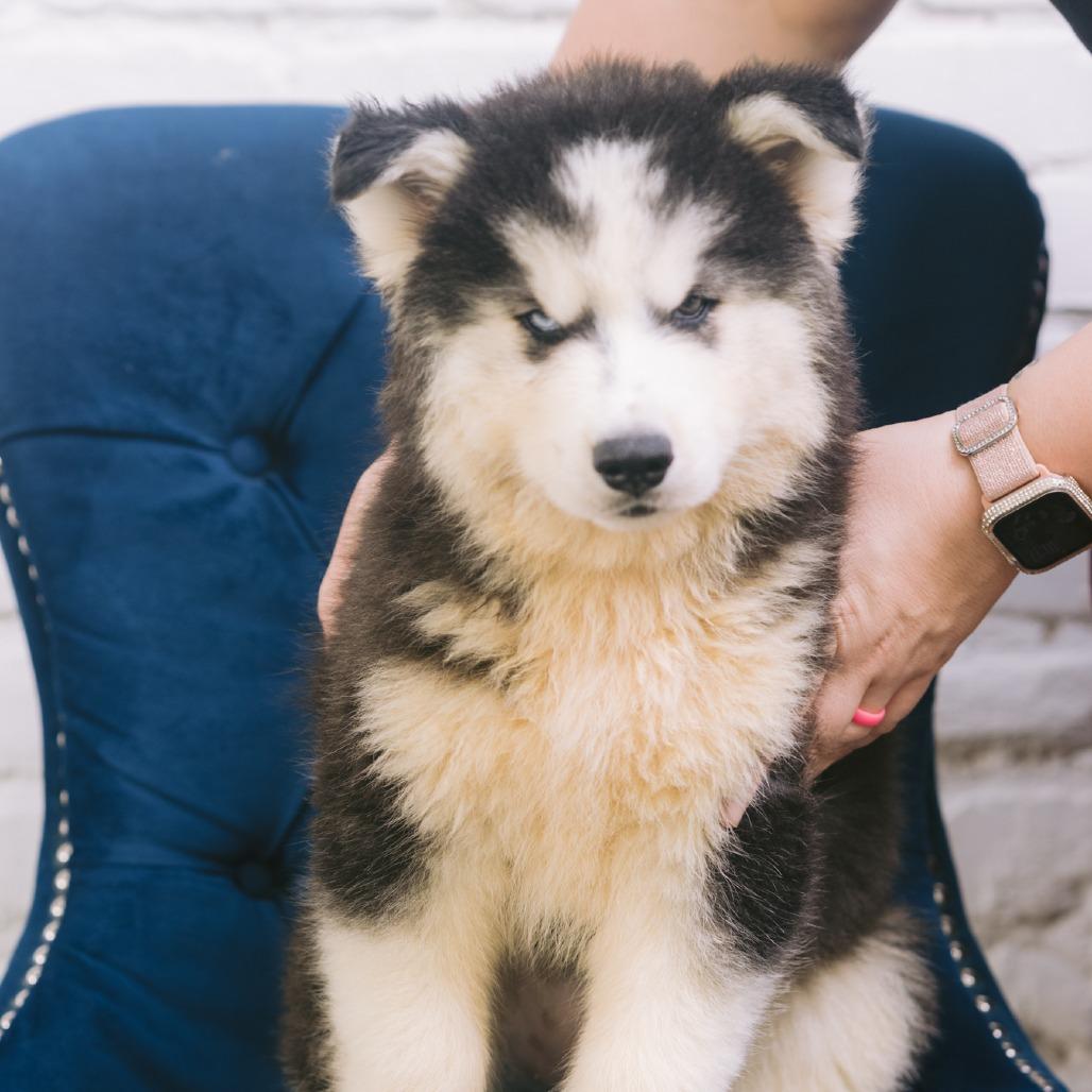 Aras, Adopted, Puppy Male Husky.